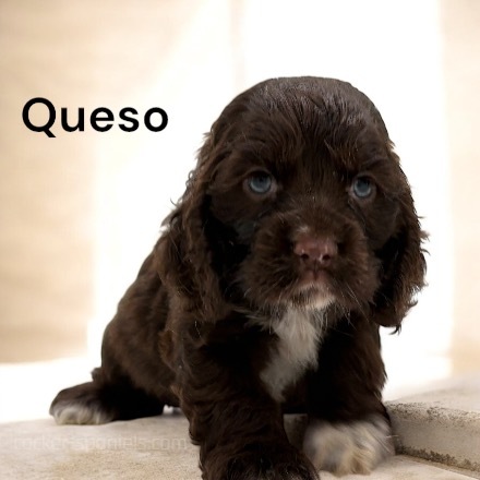 puppy, for, sale, Cockalier, Joe & Cherri  Overlease, dog, breeder, Miller, MO, dog-breeder, puppy-for-sale, forsale, nearby, find, puppyfind, locator, puppylocator, aca